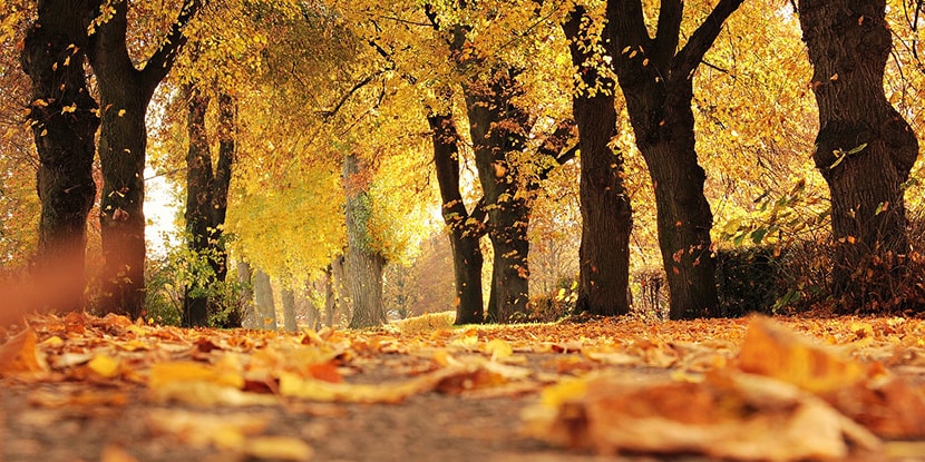 Back to School Fall 2016